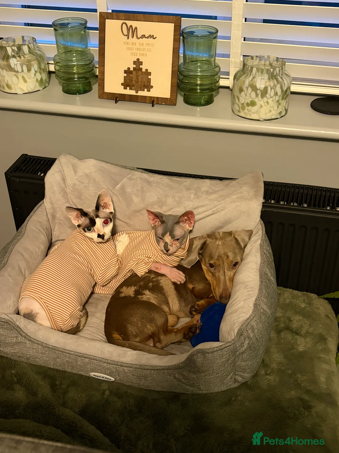 Miniature Dachshund dogs for stud: KC registered proven stud dog  - Advert 3