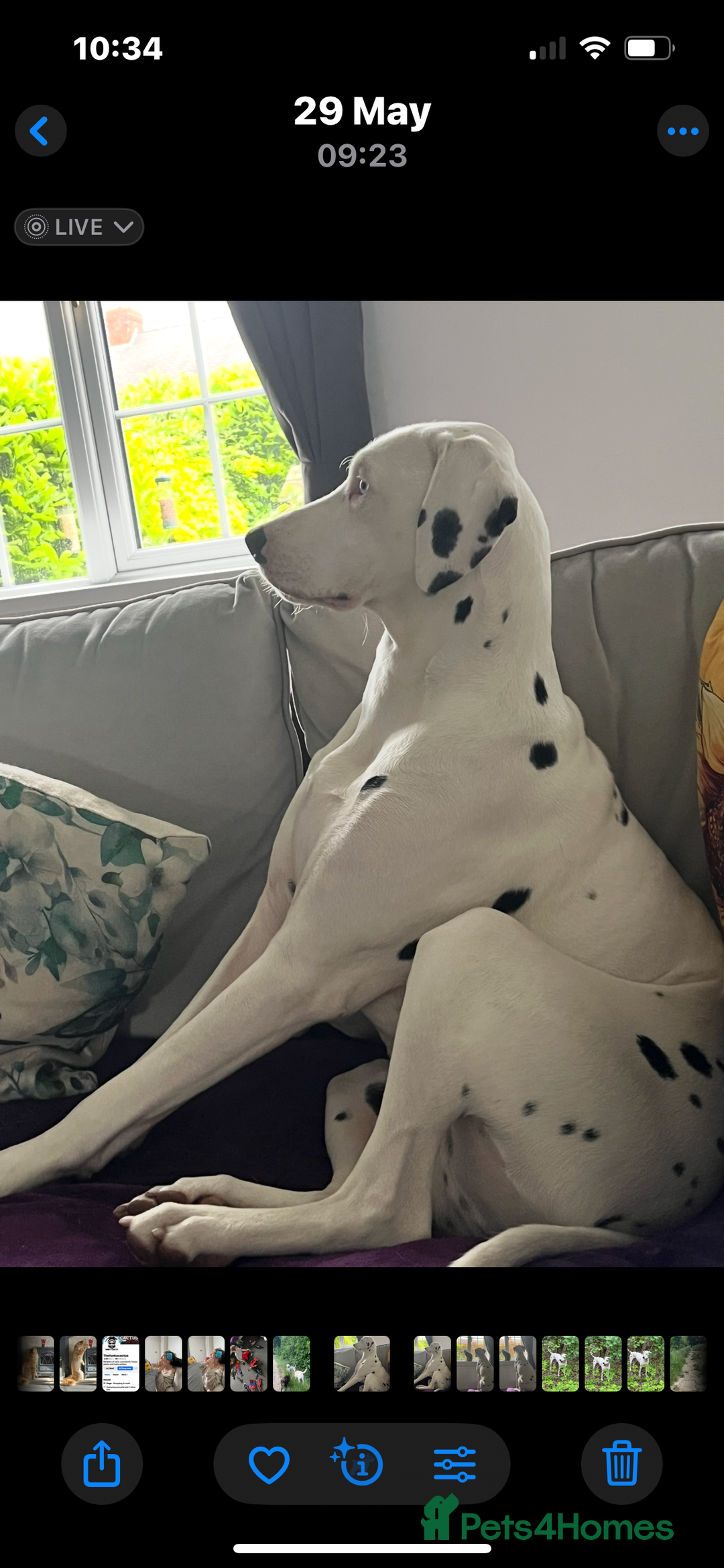 Dalmatian dogs for sale: Deaf blue eyed KC Dalmatian boy 21months - Advert 3