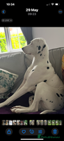 Dalmatian dogs Deaf blue eyed KC Dalmatian boy 21months - Advert 6