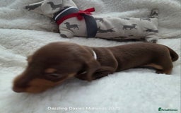 Miniature Dachshund dogs for sale: Shorthaired Minature Daschunds  - Image 38