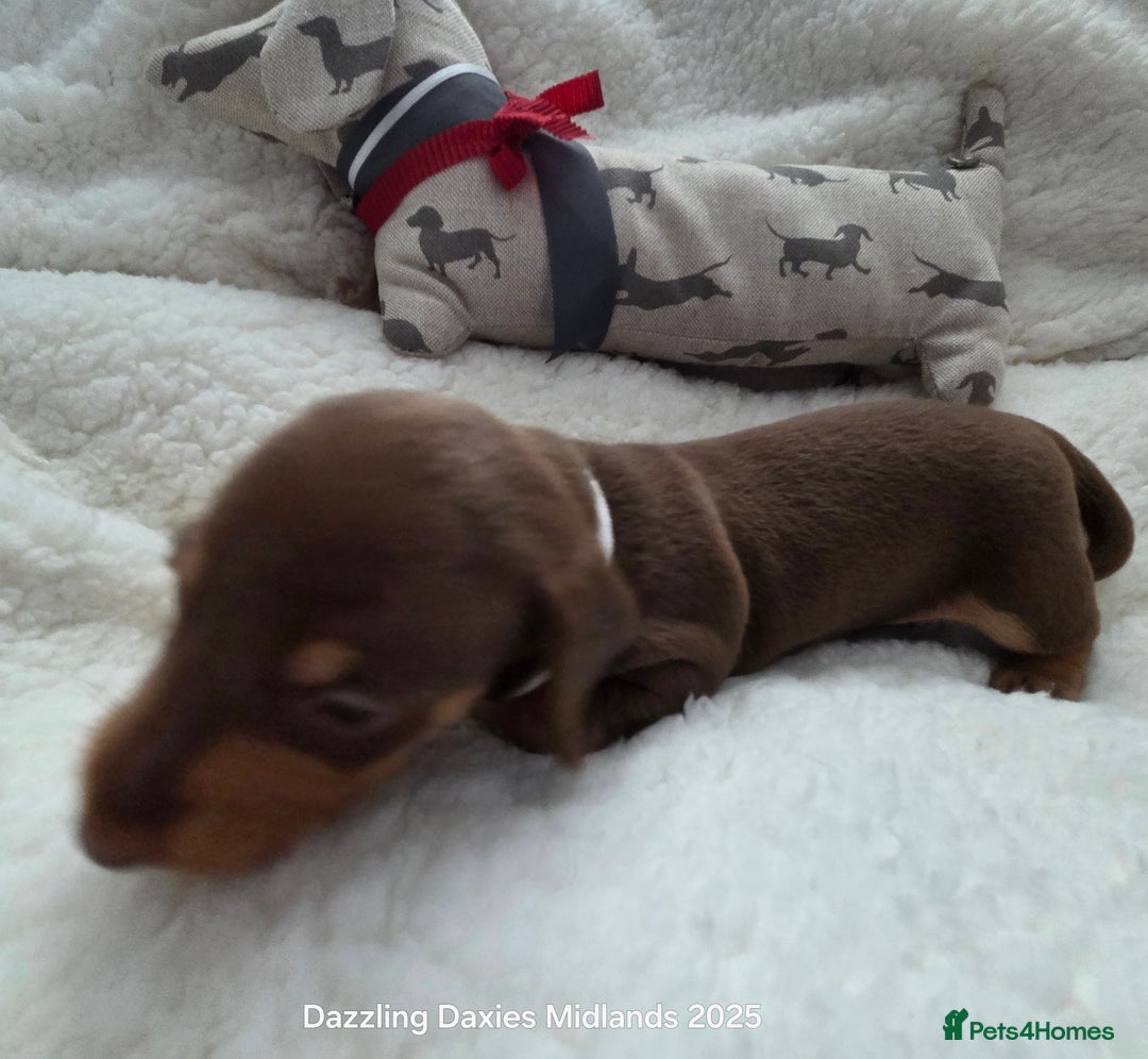 Miniature Dachshund dogs for sale: Shorthaired Minature Daschunds  - Image 38