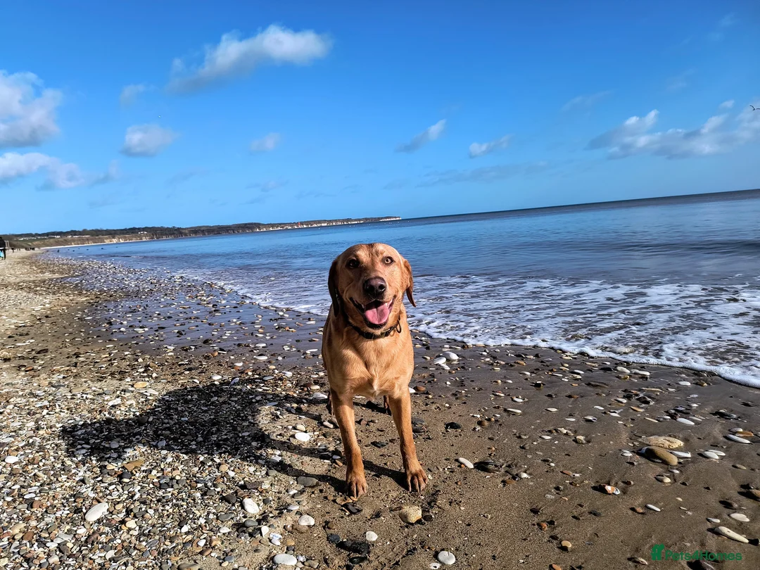 Labrador Retriever dogs for stud:  KC Registered Fox Red Labrador Retriever for stud in Doncaster - Advert 8