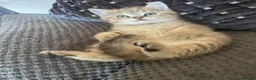 British Shorthair cats for sale: TICA reg - black golden spotted BSH boy - Advert 7