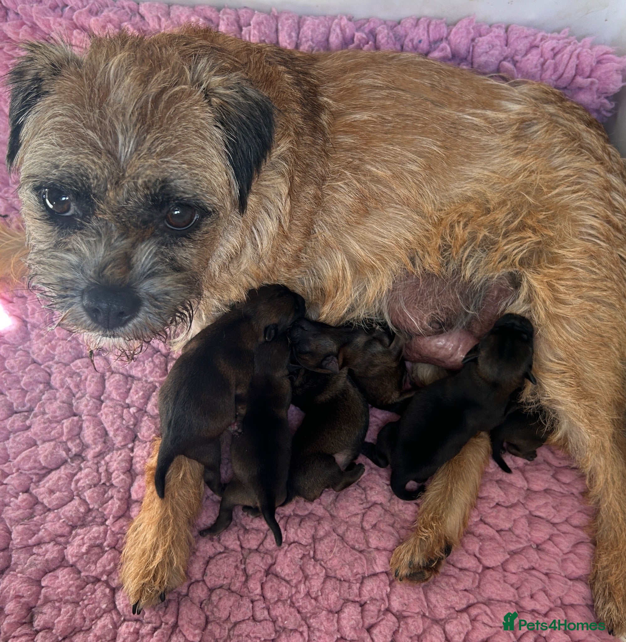 Border Terrier dogs SLEM Clear - 1M & 1F Border terrier pups - Advert 2