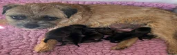 Border Terrier dogs for sale: SLEM Clear - 1M & 1F Border terrier pups - Advert 2