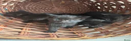 British Shorthair cats for sale: 6 Beautiful black kittens (British Shorthair Mix) - Advert 2
