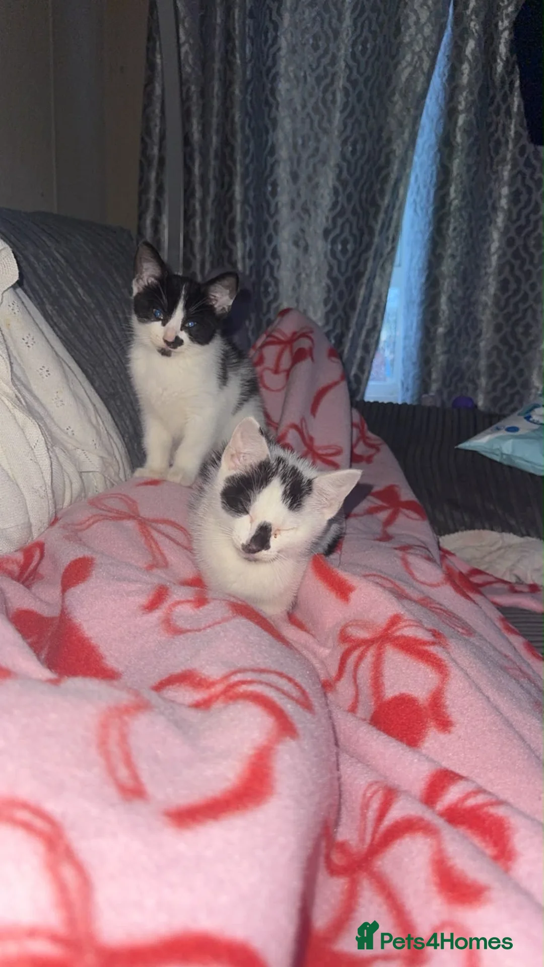 Domestic Shorthair cats for sale: One male one female  in Solihull - Advert 1