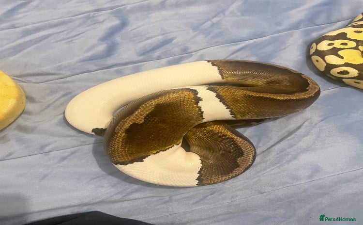 Python Snake reptiles - Advert 14