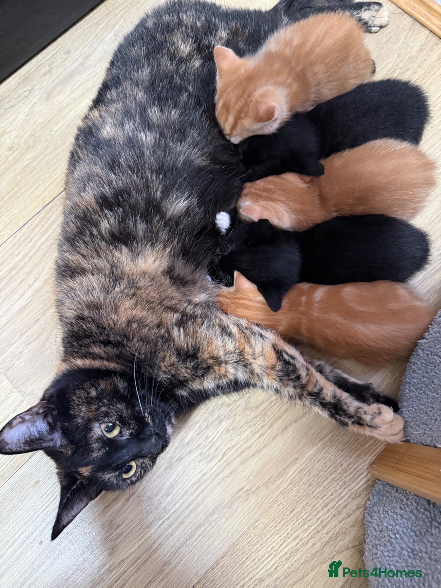 Mixed Breed cats Beautiful Kittens Looking for a forever home  - Advert 5