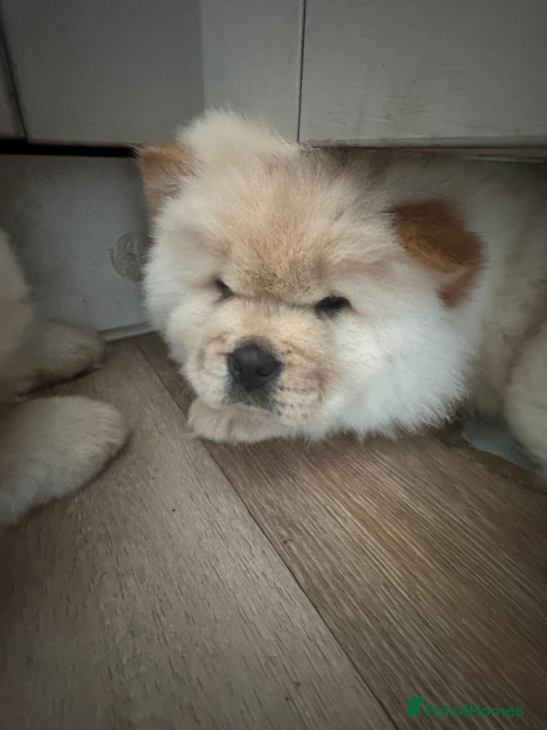 Chow Chow dogs for sale: Miss chow chow mummy  - Advert 11