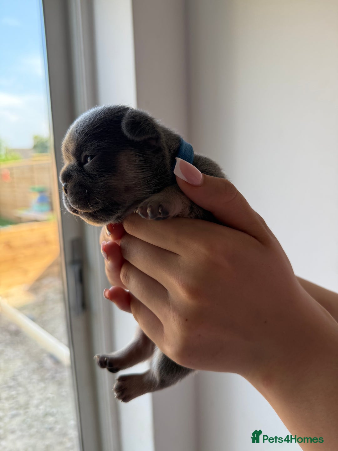 French Bulldog dogs for sale: French bull dogs for sale  - Image 3