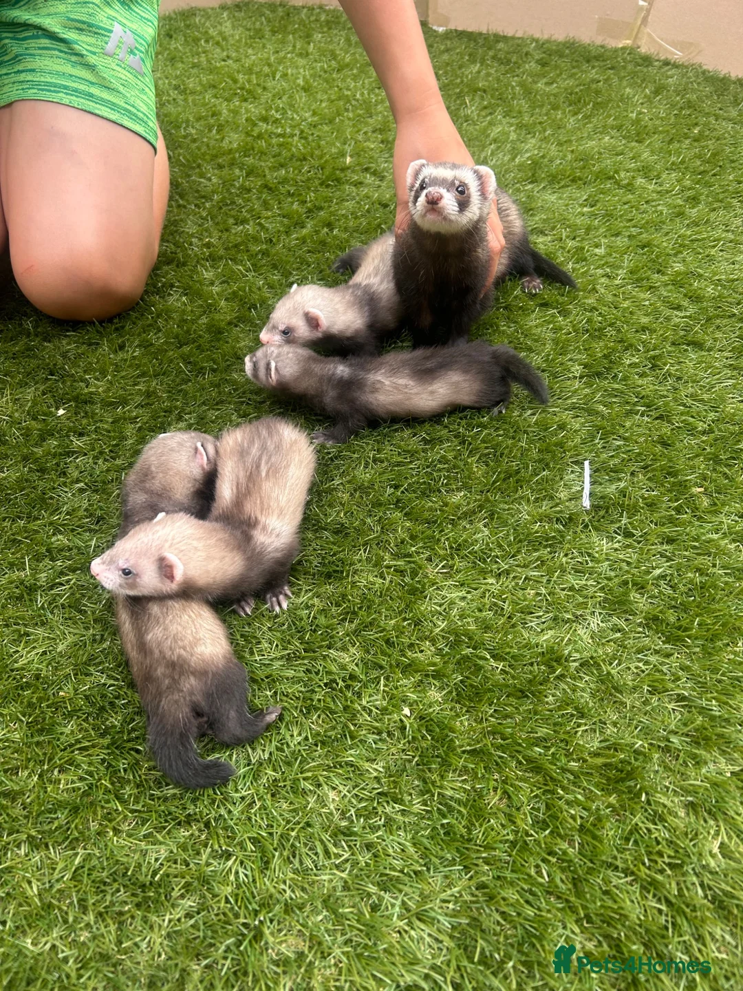 Ferret rodents for sale: 3/4 micro ferret kits Jills & Hobs in Doncaster - Advert 2