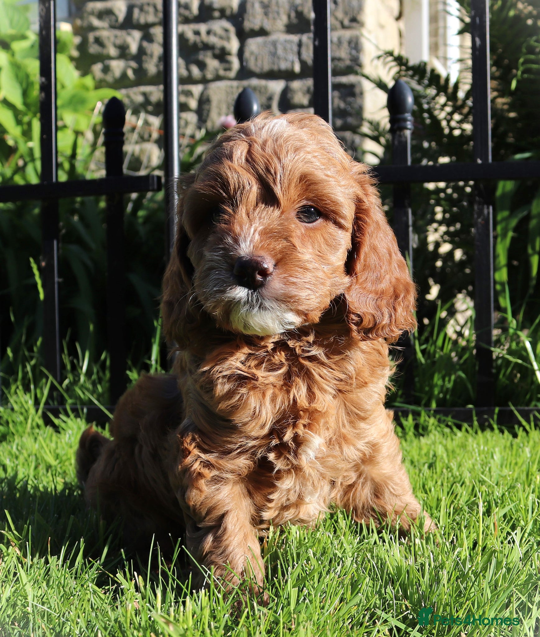 Cavapoo dogs Quality, Red, Low-Shedding Toy Cavapoo Puppies - Advert 1