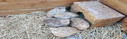 Quail poultry for sale: 5 Female Coturnix Quails (Hens) in ELY - Advert 1