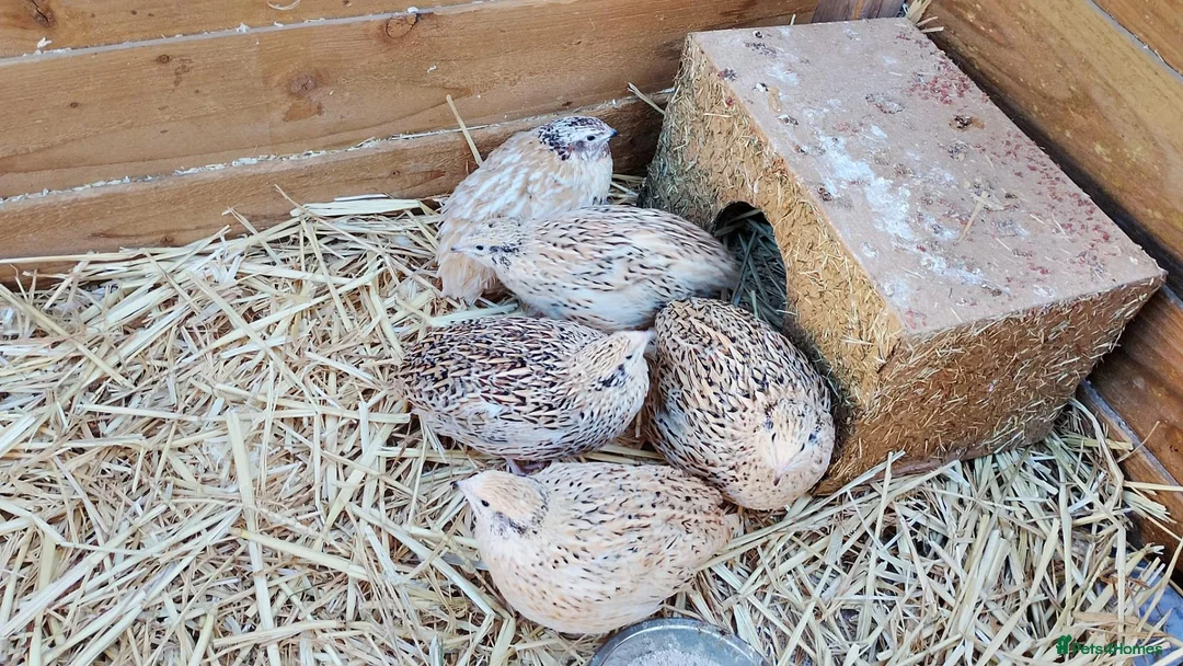 Quail poultry for sale: 5 Female Coturnix Quails (Hens) in ELY - Advert 1