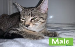 Mixed Breed cats for sale: Beautiful kittens Ready Now ( Kitten pack) - Image 7