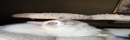 Ragdoll cats for sale: European ragdolls Ready to leave! - Advert 17
