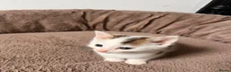 Mixed Breed cats for sale: Beautiful part Maine coon kittens  - Advert 12
