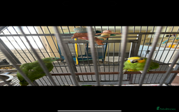 Parrots birds for sale: 2 Amazon Parrots with large cage  - Image 3