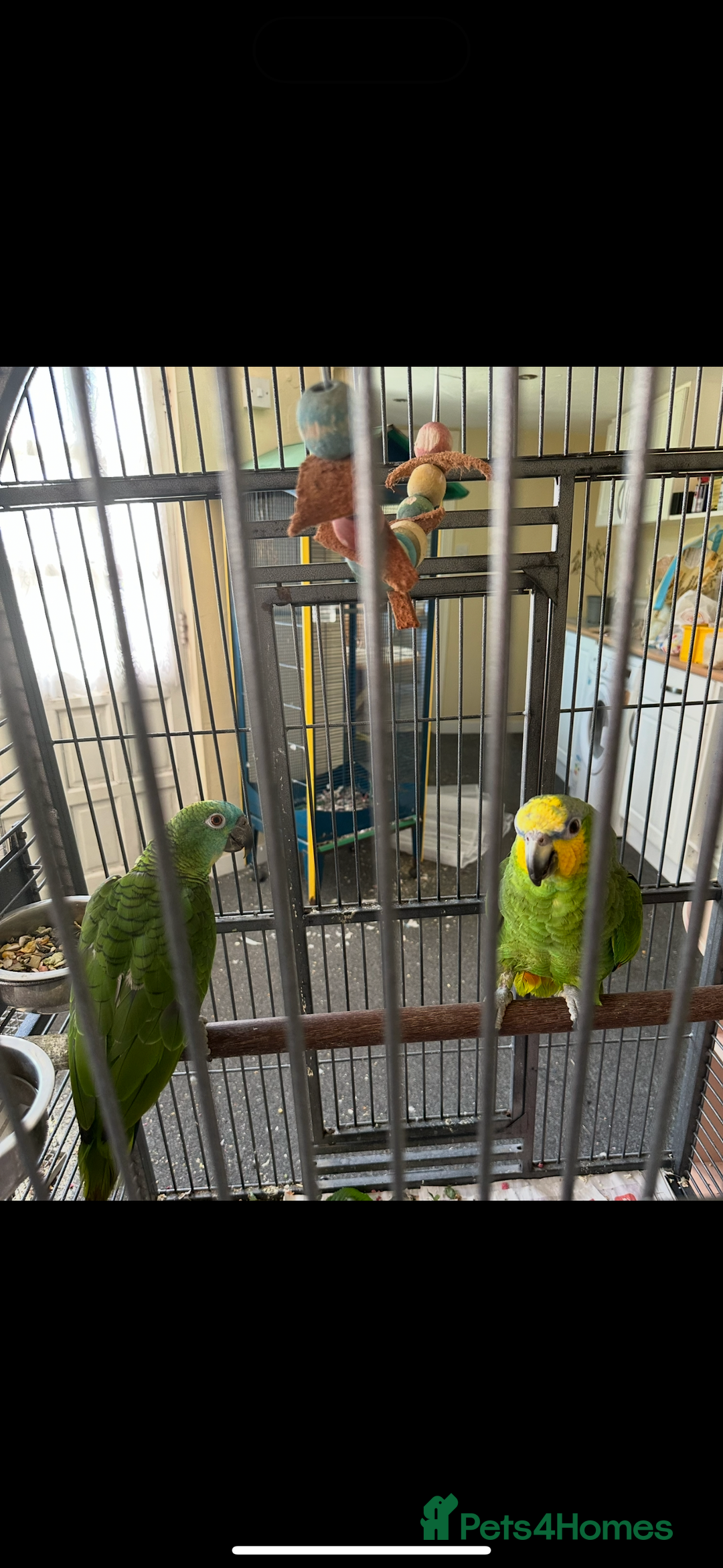 Parrots birds for sale: 2 Amazon Parrots with large cage  - Image 3