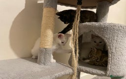 Turkish Angora cats for sale: Stunning Turkish Angora Kittens – Ready Now! 🐾 - Image 14