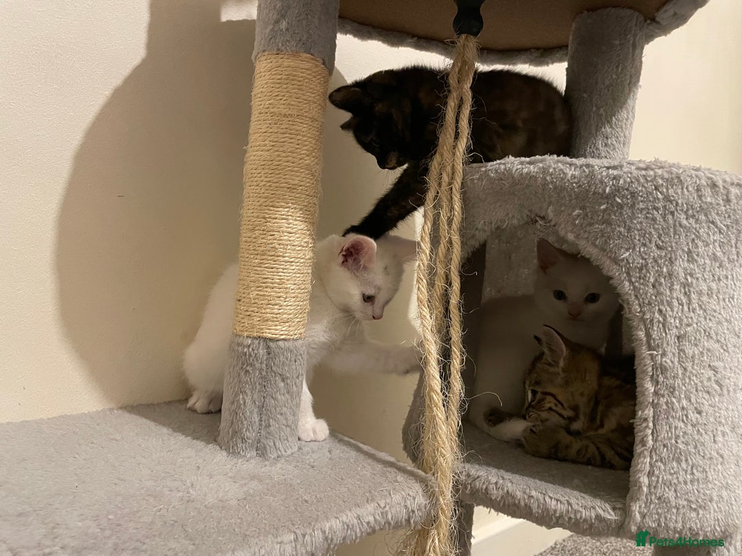 Turkish Angora cats for sale: Stunning Turkish Angora Kittens – Ready Now! 🐾 - Image 14