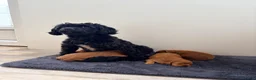 Cavapoo dogs for sale: Beautiful F2 Cavapoos - Advert 1