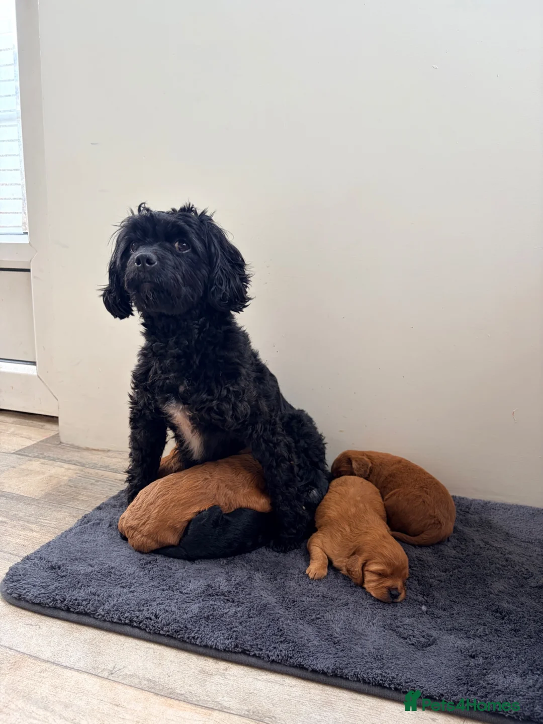 Cavapoo dogs for sale: Beautiful F2 Cavapoos - Advert 1