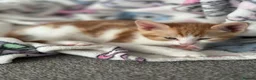 Mixed Breed cats for sale: Gorgeous, playful kittens for sale - Advert 8