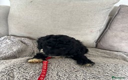 Cavapoo dogs for sale: 🐶 F1B CAVAPOOS 5* HEALTH CHECK 🐶 - Image 23