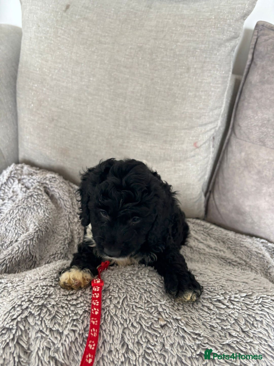 Cavapoo dogs for sale: 🐶 F1B CAVAPOOS 5* HEALTH CHECK 🐶 - Image 23