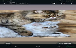 Persian cats for sale:  Chinchilla Persain looking for his forever home - Image 9