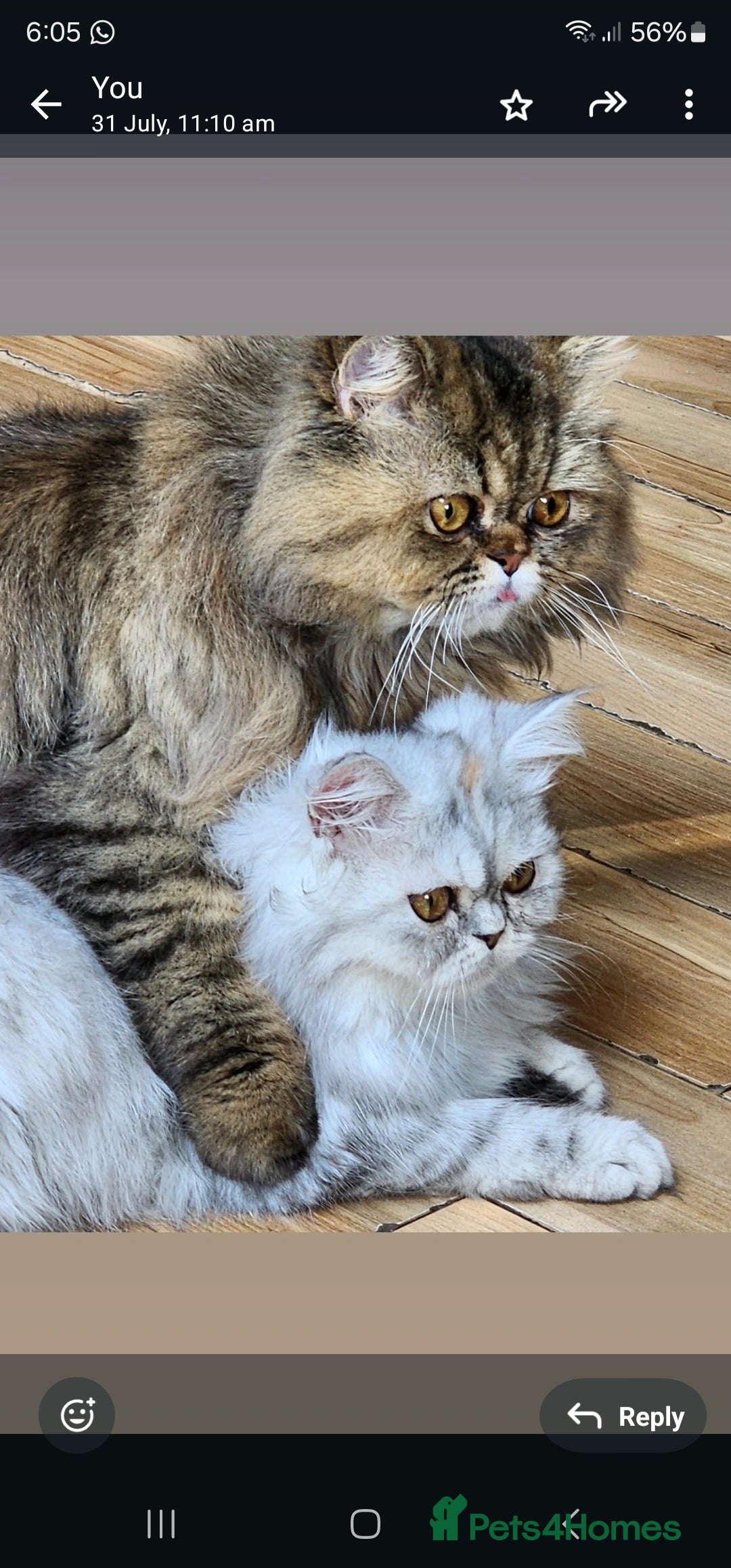 Persian cats for sale:  Chinchilla Persain looking for his forever home - Image 9