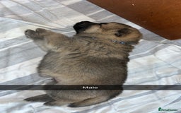 German Shepherd dogs for sale: 10 German Shepherd Puppy - Image 5