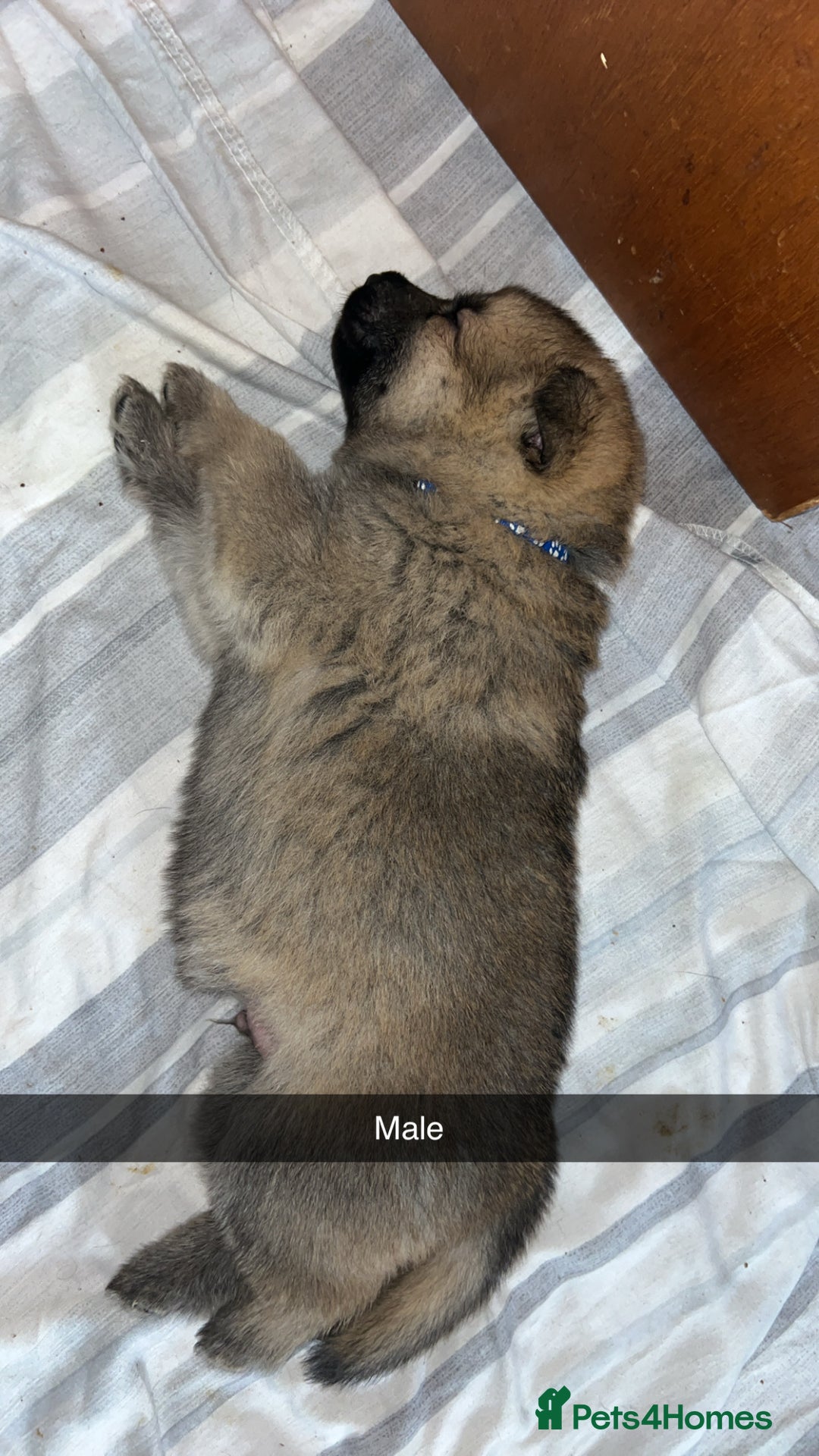 German Shepherd dogs for sale: 10 German Shepherd Puppy - Image 5