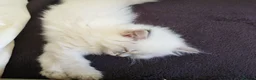 Siberian cats for sale: Sibirian Neva Masquerade kittens  - Advert 3