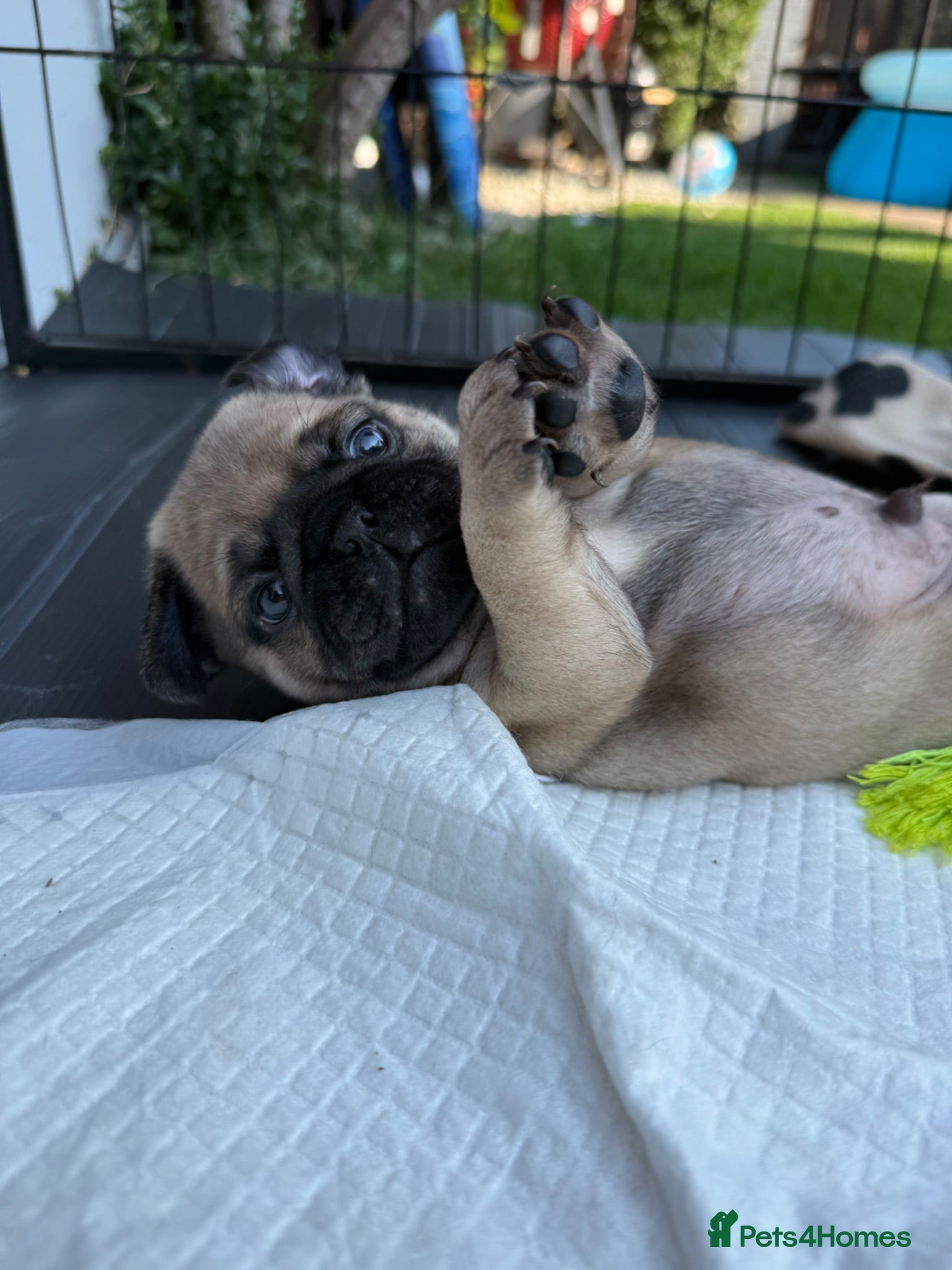 Pug dogs Pug Puppies ❤️🩵🩷💙💚💛 - Advert 2