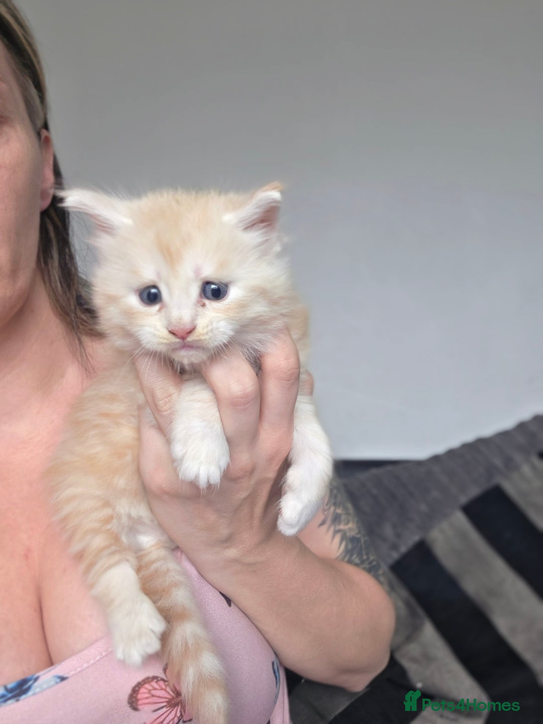 Maine Coon cats for sale: Chunky mainecoon babies - Image 2