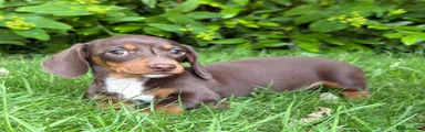 Miniature Dachshund 3