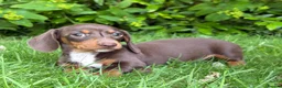 Miniature Dachshund dogs for sale: Gorgeous KC registered Minature Daxi puppies  - Advert 5