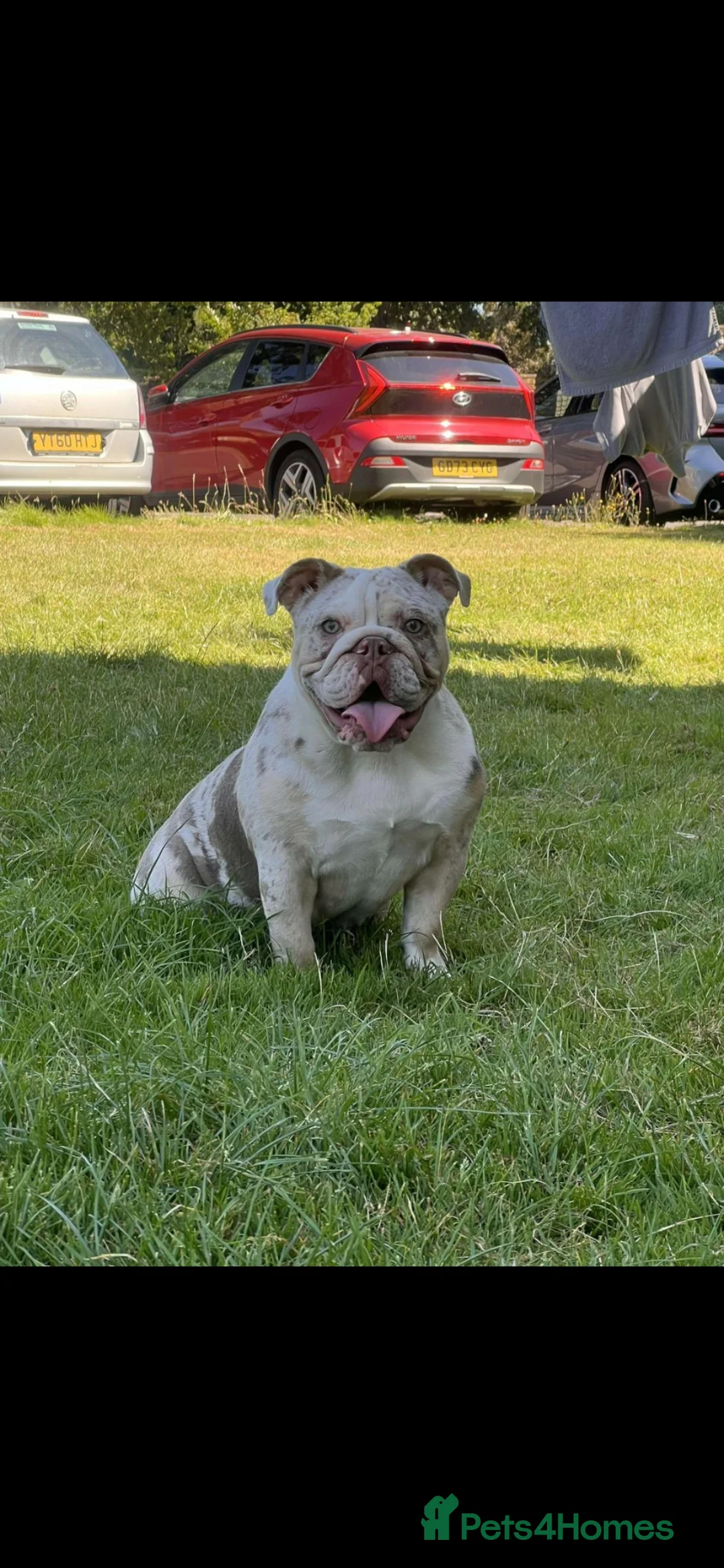 English Bulldog dogs for sale: English bulldog in Maidstone - Advert 1