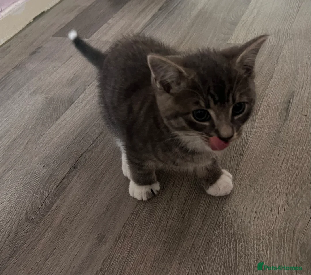 Mixed Breed cats for sale: Cute and playful kittens  - Advert 7