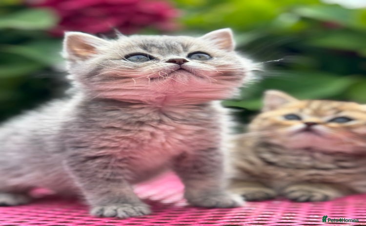 British Shorthair cats - Advert 2