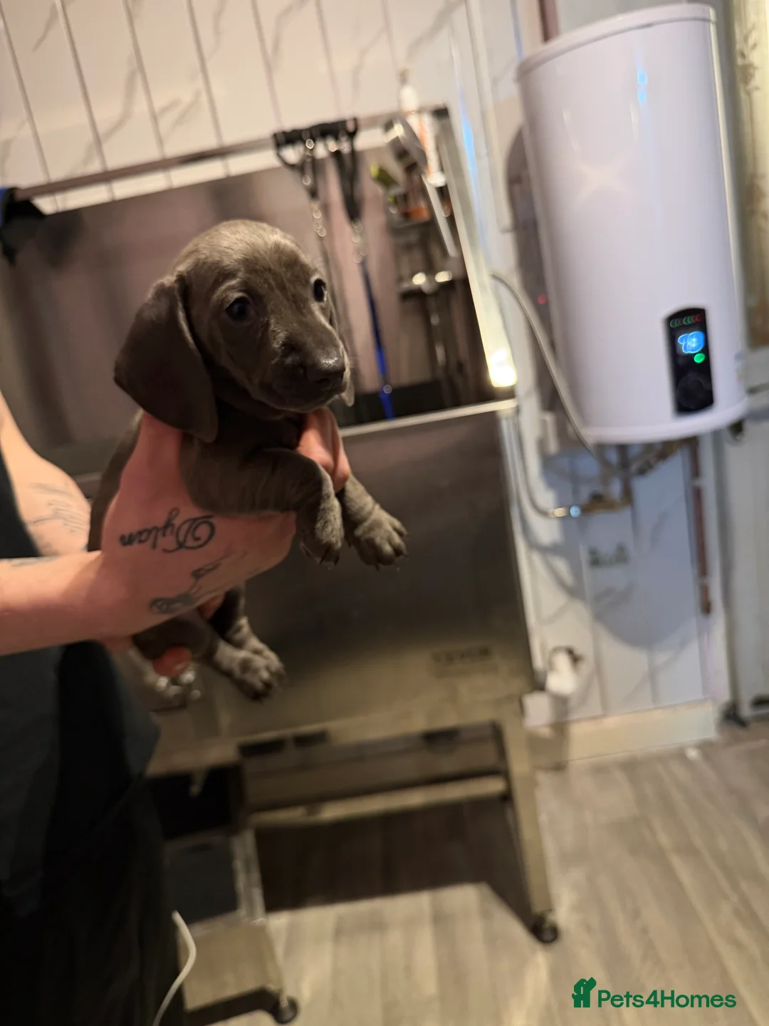 Miniature Dachshund dogs for sale: Miniature dachshund  - Advert 3