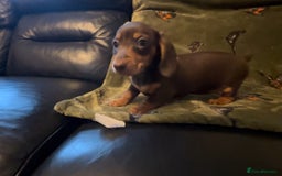 Miniature Dachshund dogs for sale: Kc registered Miniature dachshund puppies  - Image 12