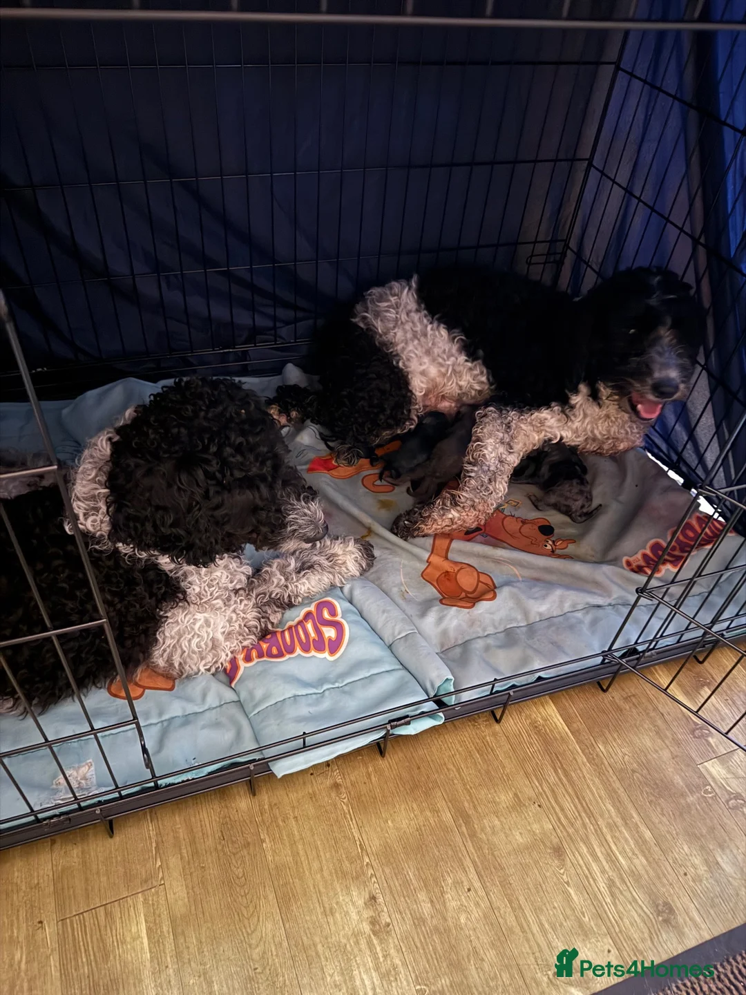 Cockapoo dogs for sale: 9 Beautiful doodles lovely markings  - Advert 3