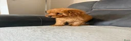 Toy Poodle dogs for sale: Toy poodle - Advert 11