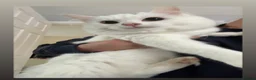 Mixed Breed cats for stud: Stud  - Advert 2