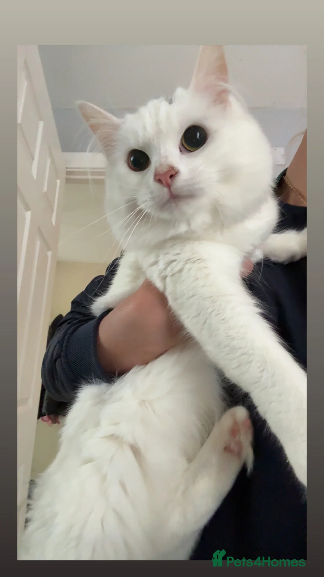 Mixed Breed cats for stud: Stud  - Advert 2