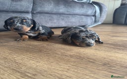 Miniature Dachshund dogs for sale: 5 lovely sausage pups - Image 3